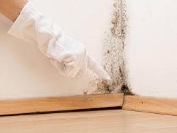 Why You Should Choose Our Mold Remediation Services in Fairfield, IL